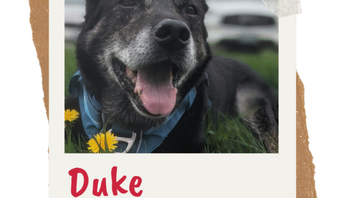 Duke
