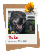 Duke