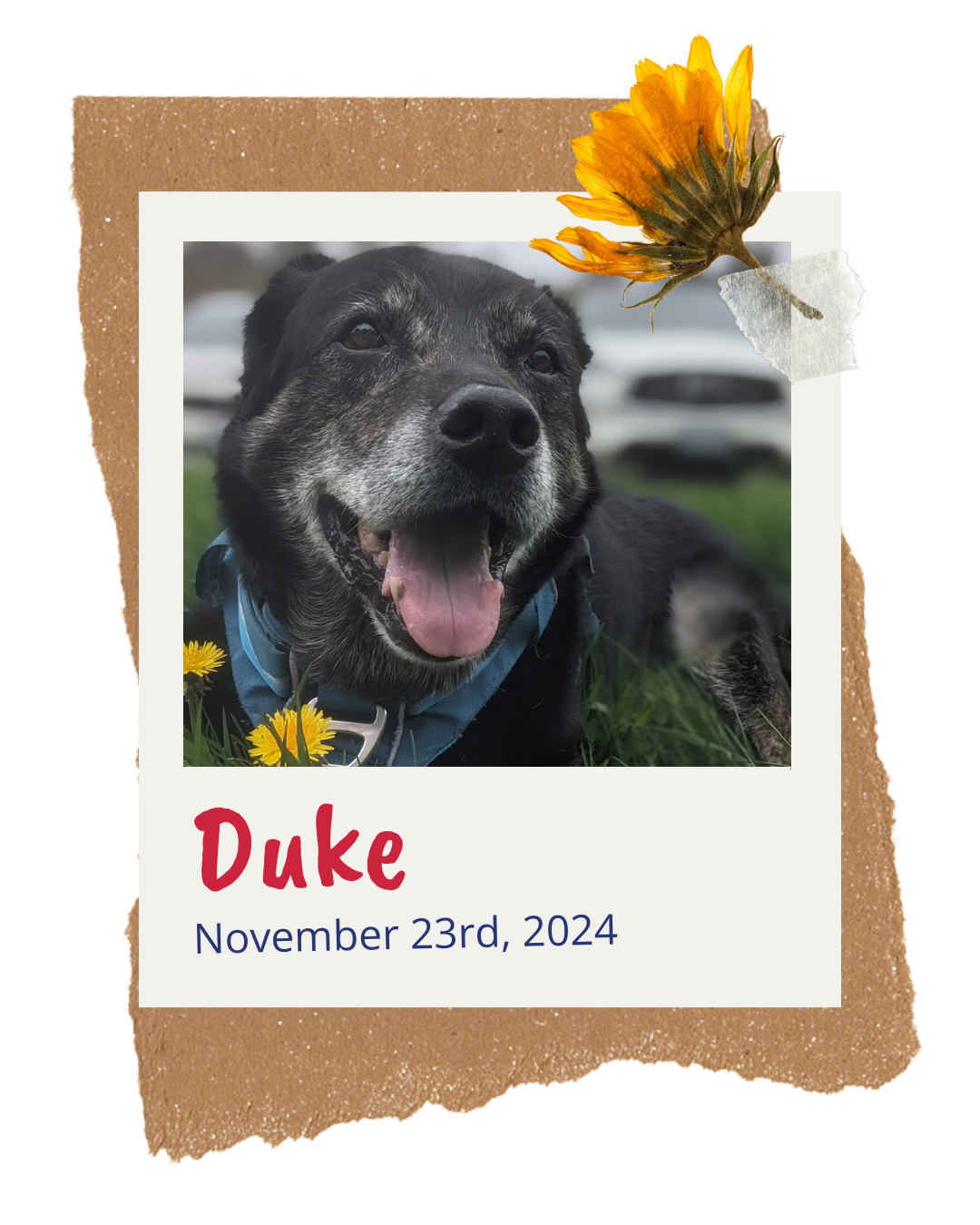 Duke