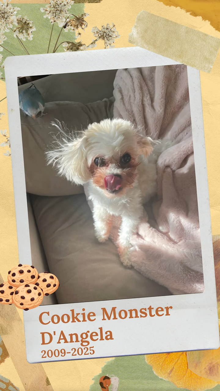 Cookie Monster D’Angela
