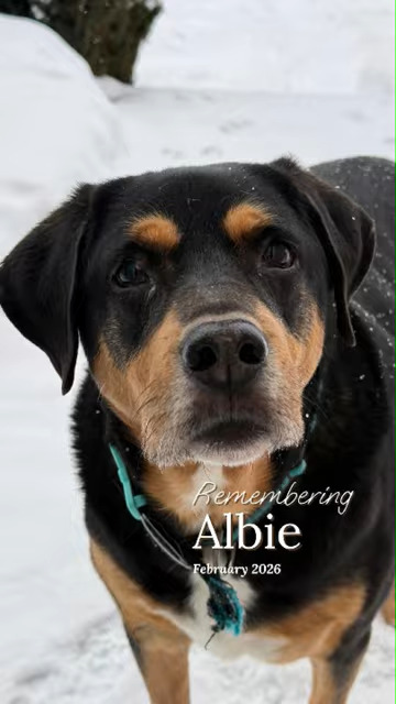 Albie
