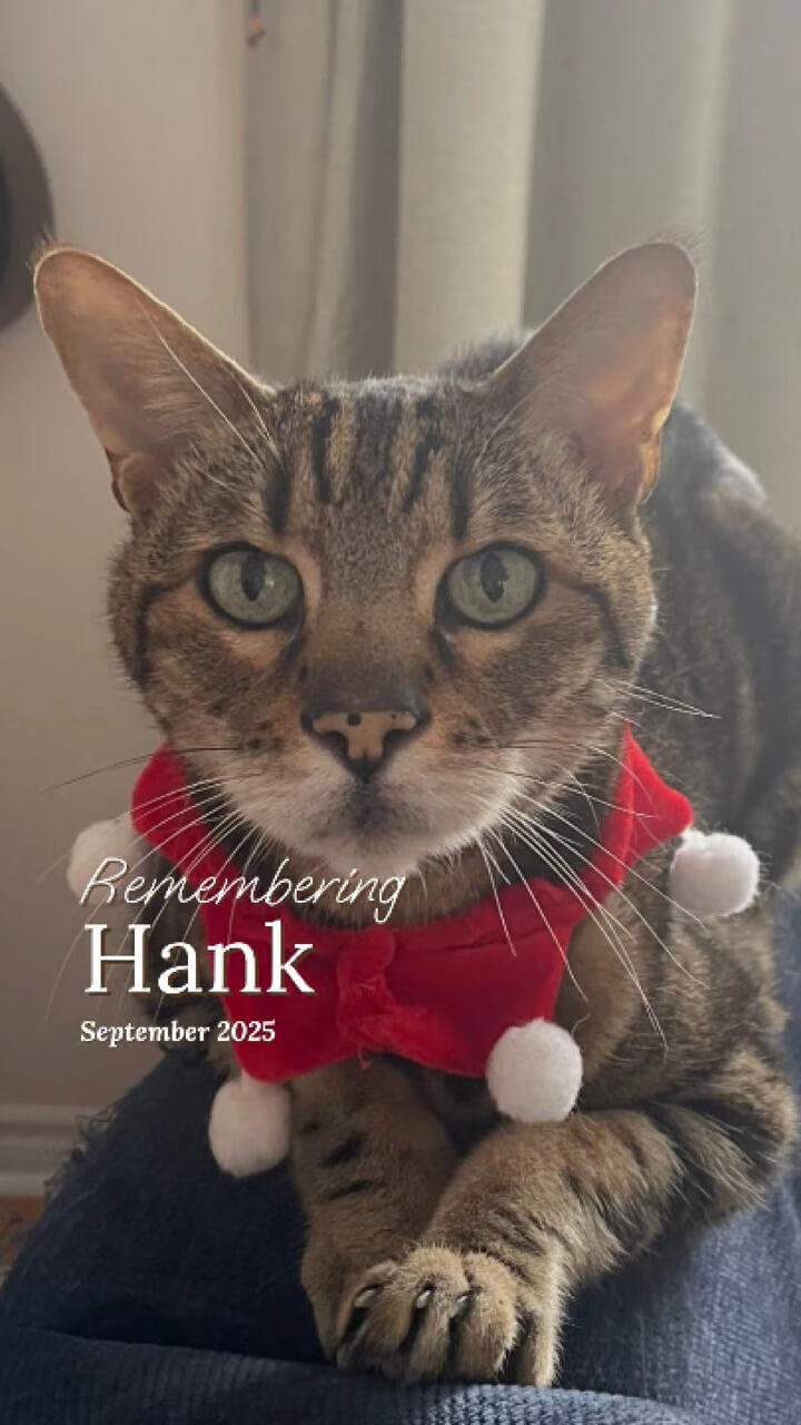Hank