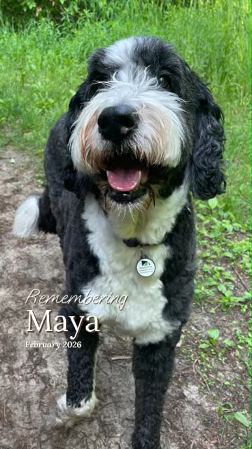 Maya