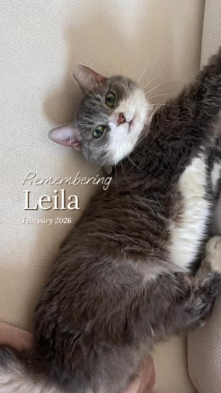 Leila