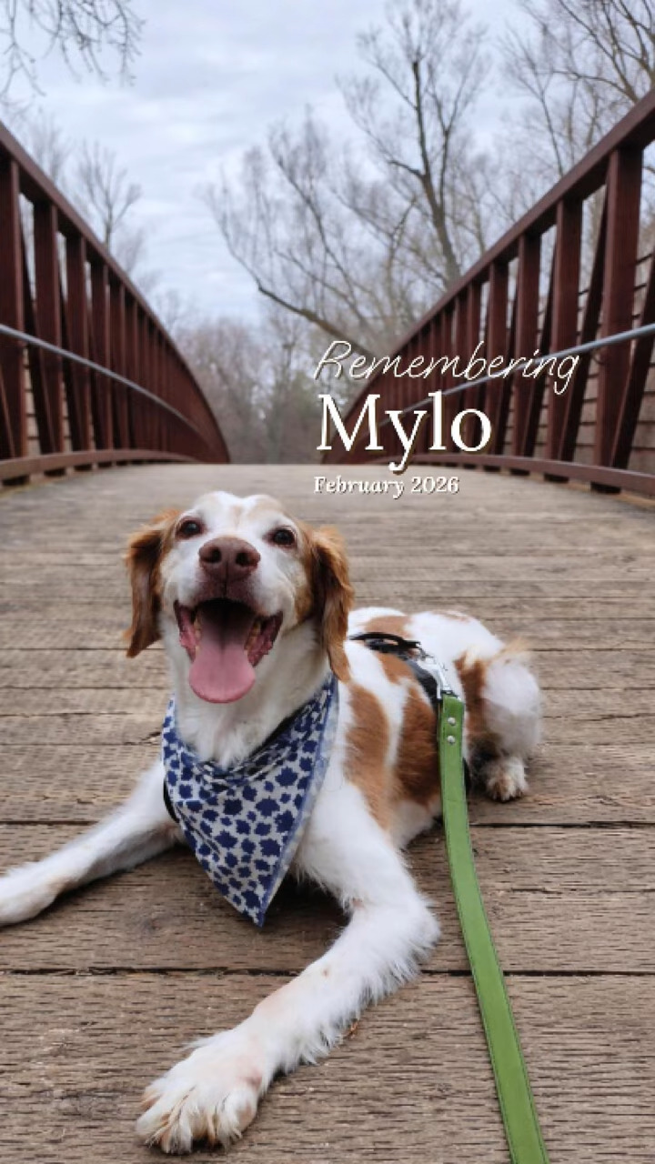 Mylo