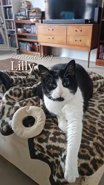 Lily Lily
