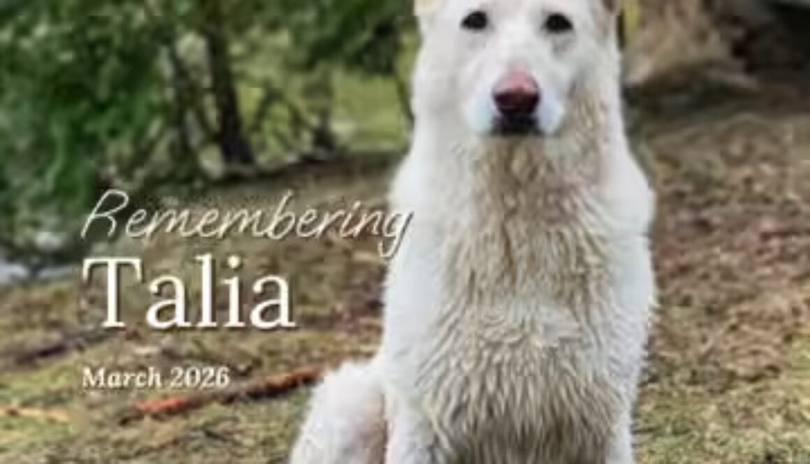 Talia