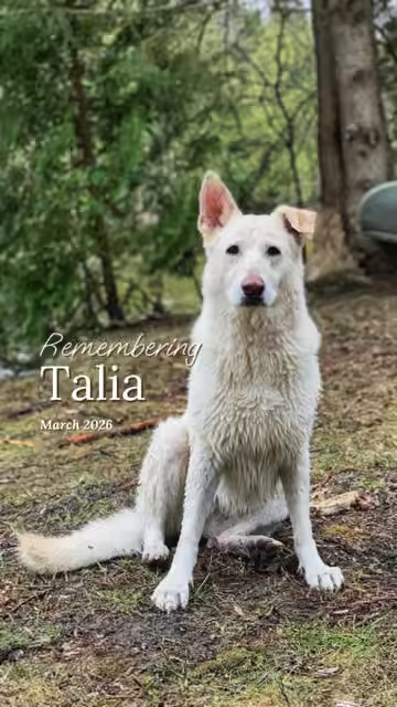 Talia Talia