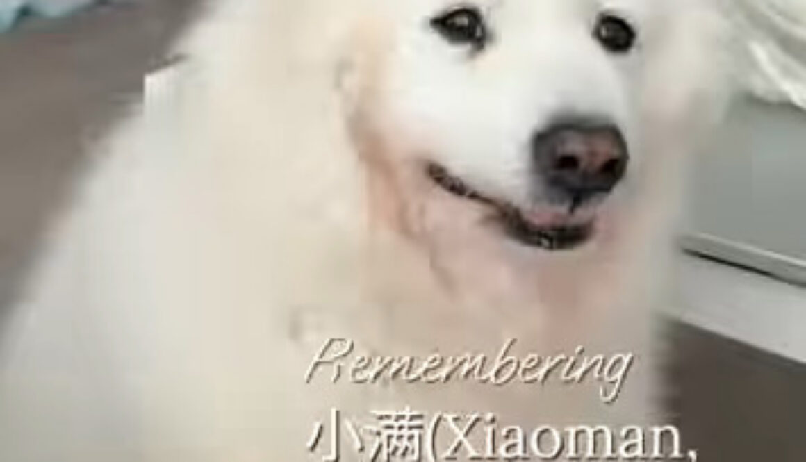 小满 (Xiaoman, Whitey)