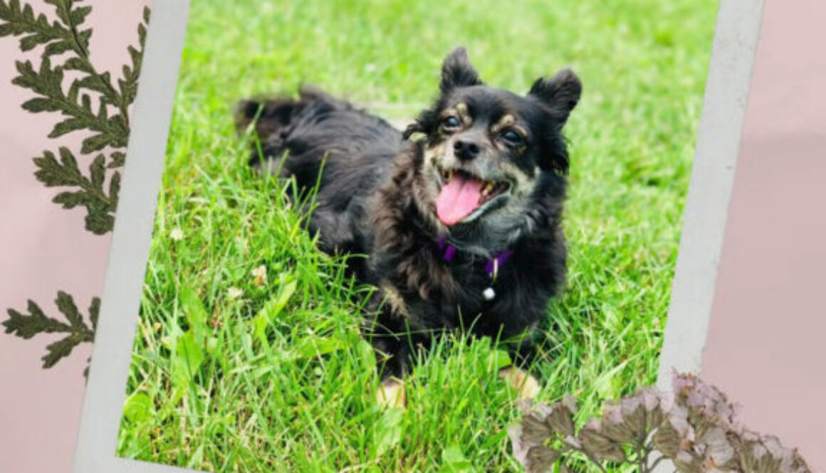 Bella-2009-2026