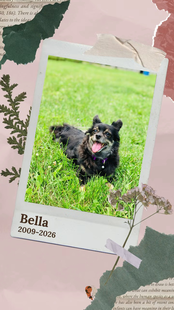 Bella-2009-2026