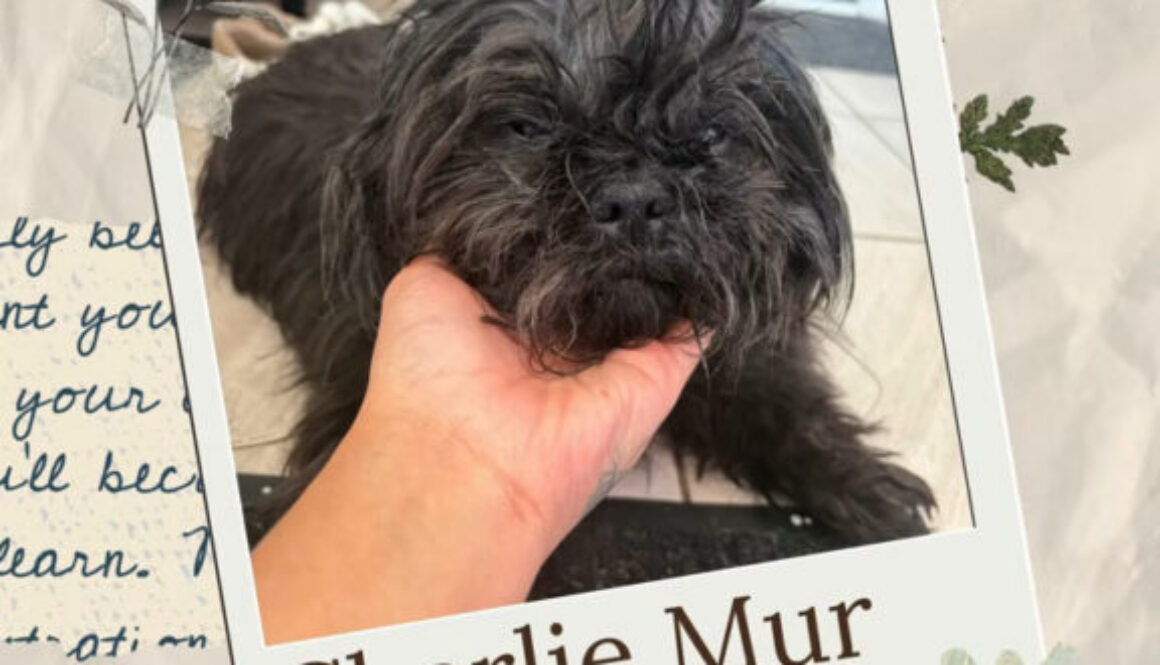 charlie-Mur
