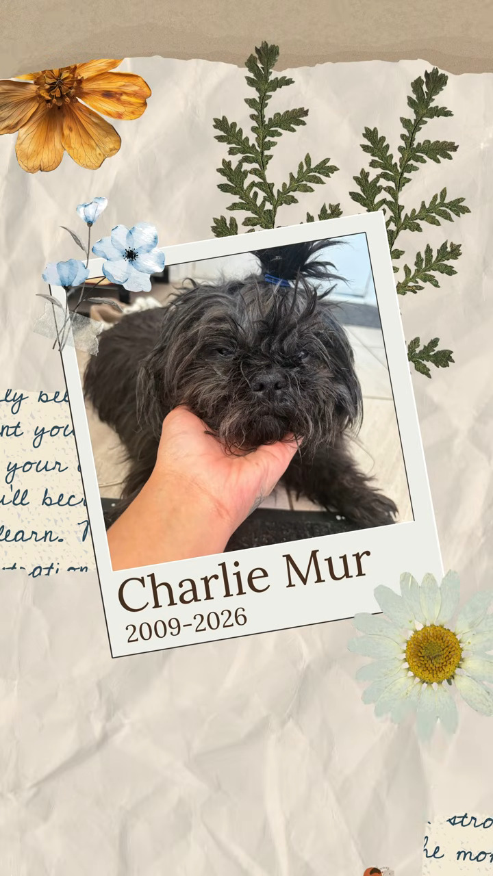 charlie-Mur charlie-Mur